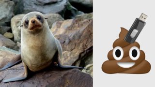 A USB Flash Drive Found In Frozen Seal Turb Can Still Work As Normal. How Amazing It Is!