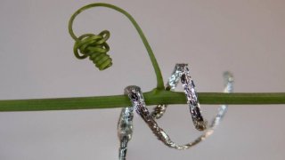 Like Tendril Plants, The First Ever Soft Robot Can Curl And Climb By Itself