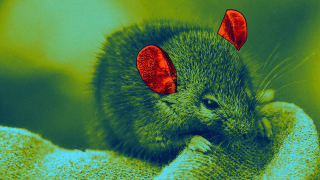 Scientists Used Gene Therapy To Cure Deafness In Mice