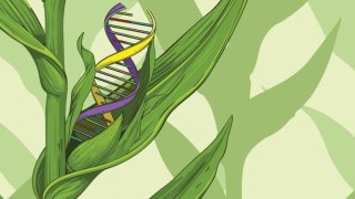 Scientists Found A Way To Boost Yields For Even Edit-Resistant Corn
