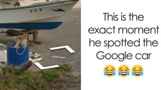 Dog Hilariouly Followed Google Street View Car In Japan