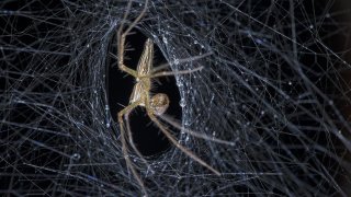 Genetically-Engineered Bacteria Can Result In Bullet-Proof Spider Silk