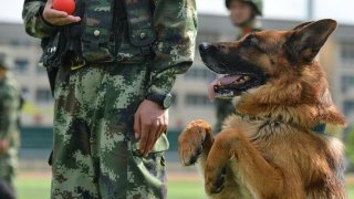 China Cloning Top Police Dog Hoping For Mass Production