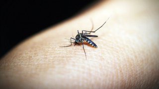 5 Things That Turn You Into A Mosquito Magnet