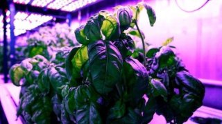 Changing Light On Vegetables Makes Them Tastier, No Need For Gene-Edit, Research Results