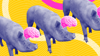 Yale Scientists Kept Brains Of Dead Pigs Alive For Up To 36 Hours