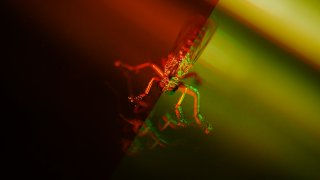 The Transgenic Fungus Delivered From Spider Venom Will Help Kill Mosquitoes