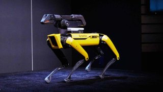 CEO Of Boston Dynamics Wants A Fight Between Their Robodogs