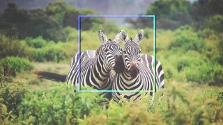 Indian Student Develops An AI For Finding And Saving Endangered Animals