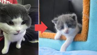 Cloning A Cat Isn't Enough, This Company Wants To Clone Its Memory