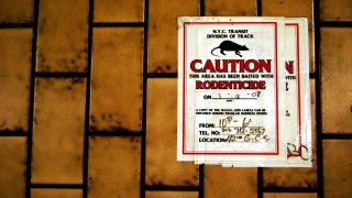 Scientists Found Out A Smart Way To Track All Rats In New York