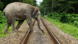 Shocking Twitter Video: Elephant Was Hit By Train & Succumbed To Injuries