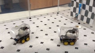 Rats Can Drive Tiny Cars, And Driving Makes Them Happy!