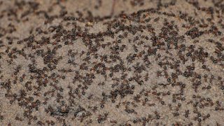 Millions Of Ants Trapped Inside A Soviet Nuclear Bunker Still Survived