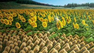 This Material Can Orient Itself Toward The Sun, Thus Enhancing The Efficiency Of Solar Panels