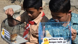 To Get Rid Of Smartphone Addiction, This City Lets Students Raise Chicks