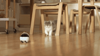 This Robot Can Send You Live-Streaming Footage Of Your Cat And Keep Her Entertained
