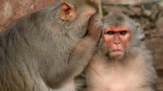 Believe It Or Not - Monkeys Know When They Don’t Know Something