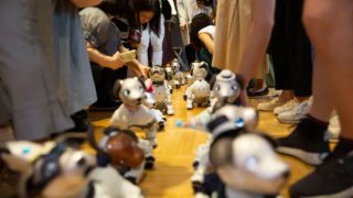 Robot Dogs Can Attend Playdates And Parties At This Café