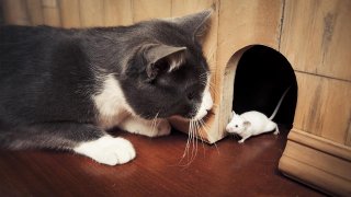 Some Mighty Mouses Are Not Afraid Of Cats, And Here's Why