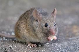 This AI Translation Tool Helps You Understand The Language Of Mice