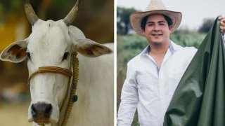 Killing Cows For Their Skins No More! This Cactus Leather Looks And Feels Just Like Real Leather