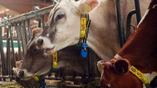 The Fancy Life Of Cows In Switzerland: Wearing 5G-Enabled Fitbits Made By Huawei