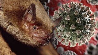 World’s Best Virologist Blames Climate Change For Coronavirus Outbreak