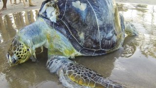Sea Turtles Are Dying In Large Numbers Because They Eat Plastic, Mistaking It For Food