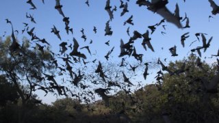 Not Only You, But Also Bats Are Practicing Social Distancing, Too