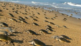 400,000 Turtles Laid Eggs Freely On The Beach Thanks To...CO.VID-19 As People Are All On Lockdown