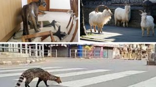 Amid COVID-19 Pandemic, Wild Animals Take Over Cities Just Like In Sci-Fi Movies