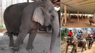 Elephants Chained And Starved To D.e.a.t.h In Thailand When Tourism Collapses Under CO.VID-19 Lockdown