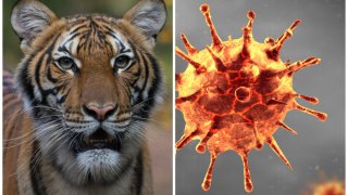 A Tiger Tested Positive For CO.VID-19, Got It From A Caretaker