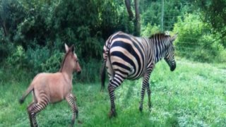 Can You Believe It? A Zebra Fell In Love With A Donkey And Gave Birth To Zonkey!