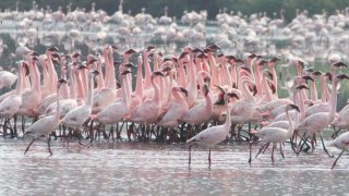 Amid COVID-19 Pandemic, Navi Mumbai Residents Spot Flamingos From Their Houses