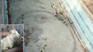 Captive Tiger Walks In Endless Circles Inside Its Enclosure