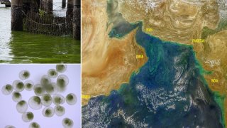 India's Toxic Green Algae Blooms Are So Big They Are Visible From Space!