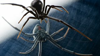 Arctic Animals Forced To Eat Their Own As Food Sources Destroyed By Humans And Climate Change