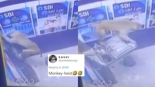 State Bank Of India Robbed By A Monkey, Shocking New Delhi Police