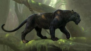 Black Panther Spotted For The First Time In Goa Sanctuary