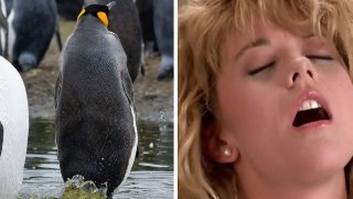 Scientist Gets High, Another Goes Cuckoo From Sniffing Penguin Poop