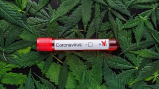 Cannabis Sale Skyrockets After Study Shows It Can Prevent COVID-19 Infection