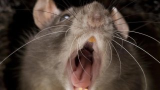 Cannibal Rats Attack Humans As Food Source Runs Dry Due To COVID-19