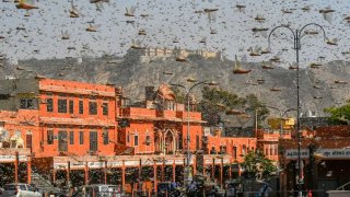 Like An Apocalyptic Movie: Swarms Of Locusts Invaded India