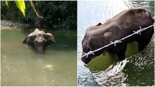 Utmost Cruelty: Pregnant Elephant Died In Terrible Pain After Someone Fed Her Pineapple Filled With Explosives
