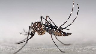 750 Million Genetically Modified Mosquitoes Will Be Released To Save Humans