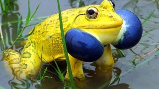 Yellow Indian Bullfrogs Take Over Narsinghpur, Twitter Went Wild With Amazement