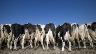 Burger King Tries To Make Its Cows Fart Less To Save The Environment