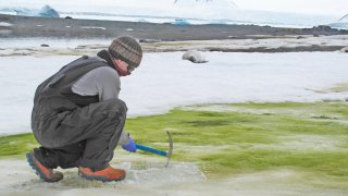 Antarctica, The Coldest Place On Earth, Is Turning Green
